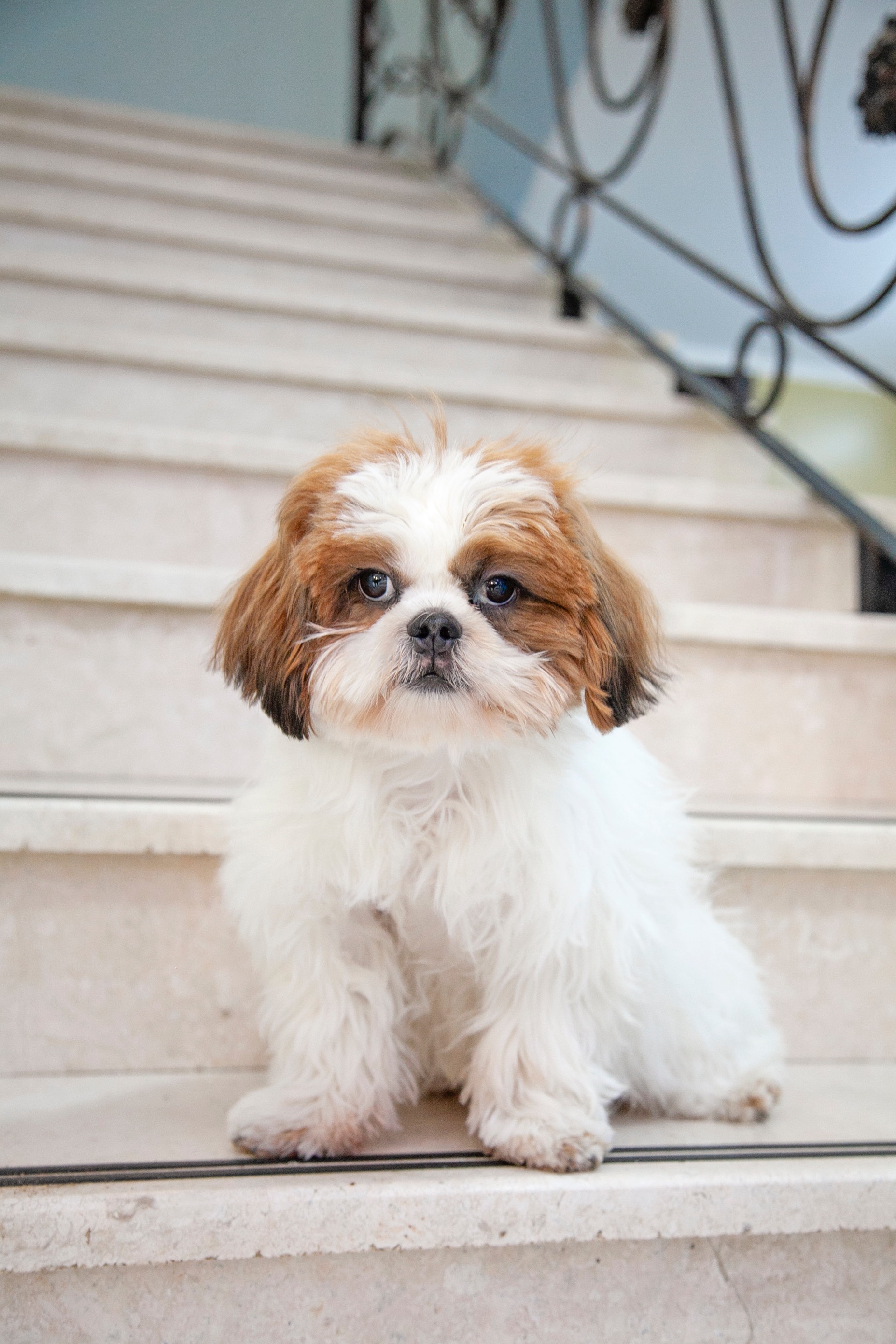 Shichon teddy hotsell bear puppies